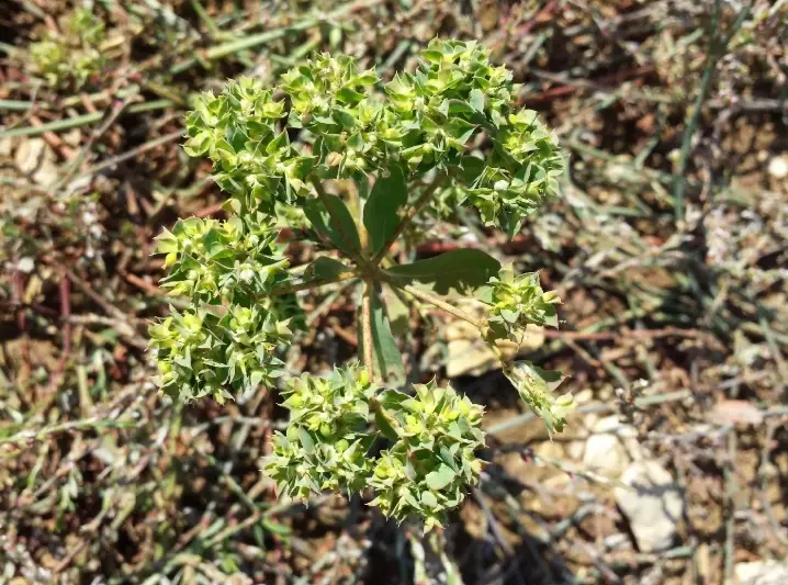 control spurge weed