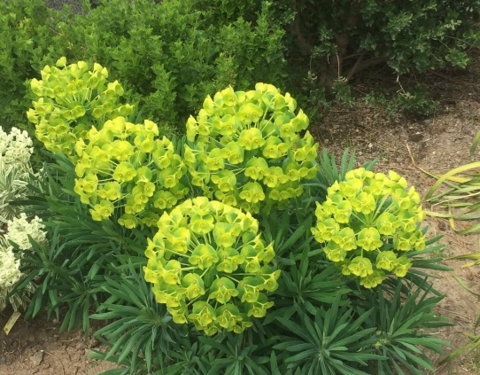 control spurge weed