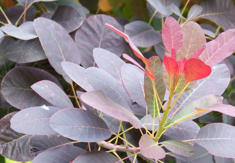 smoke tree landscaping