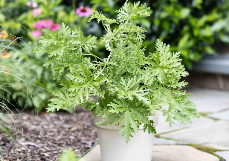 citronella mosquito repellent citronella mosquito repellent