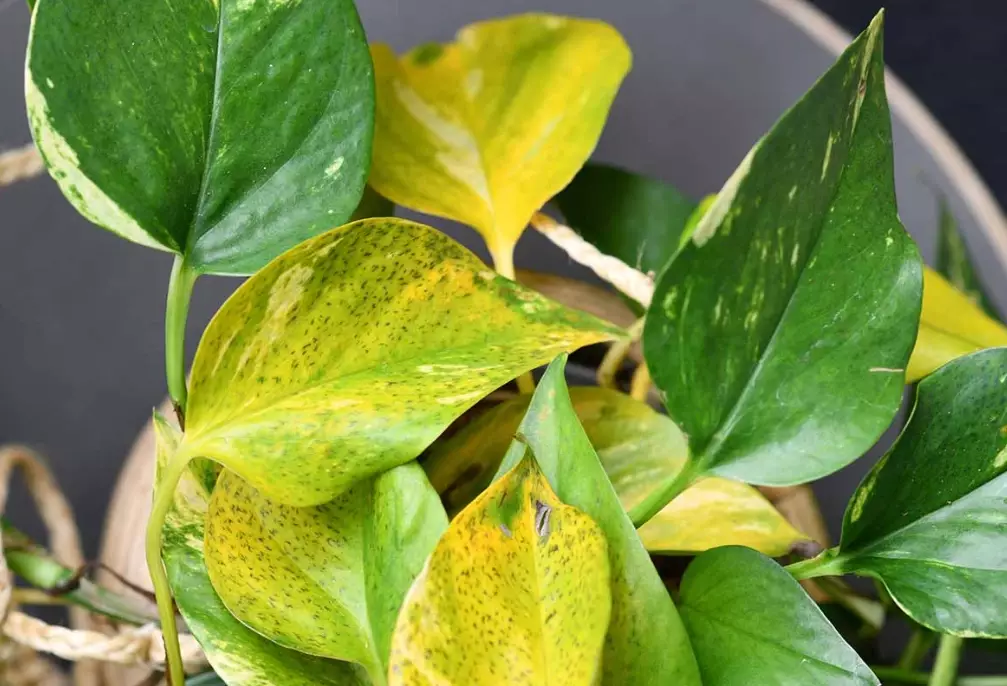 how to fix yellow leaves