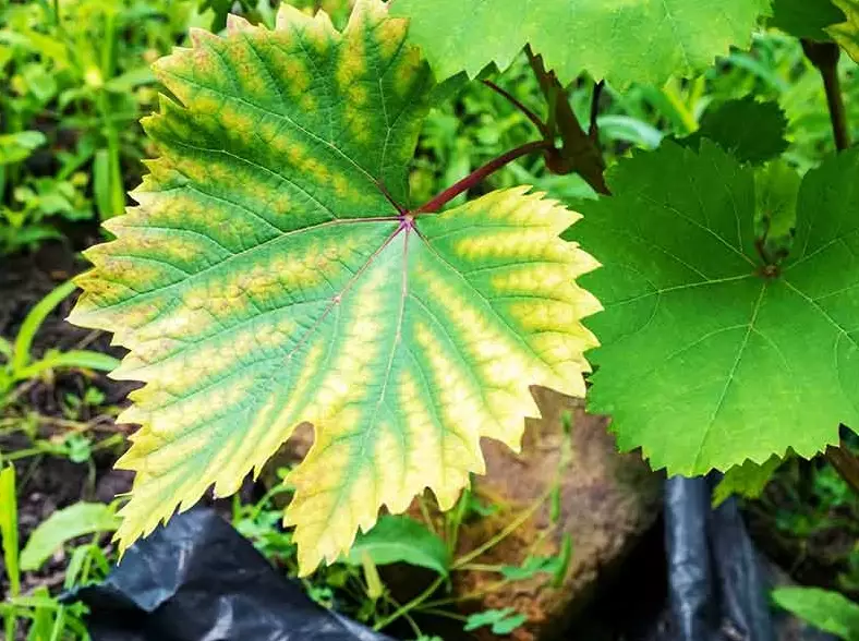 yellow leaves on plants