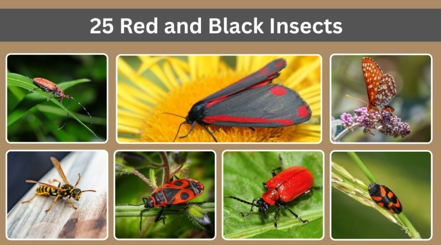 insect identification guide