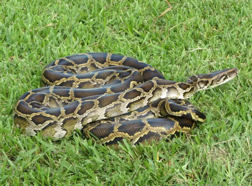 invasive species control invasive species control