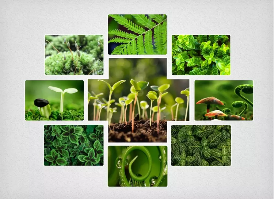 home botany projects