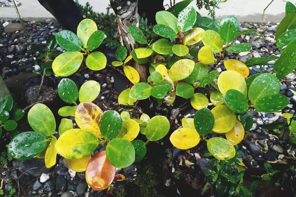 plant leaves turning yellow