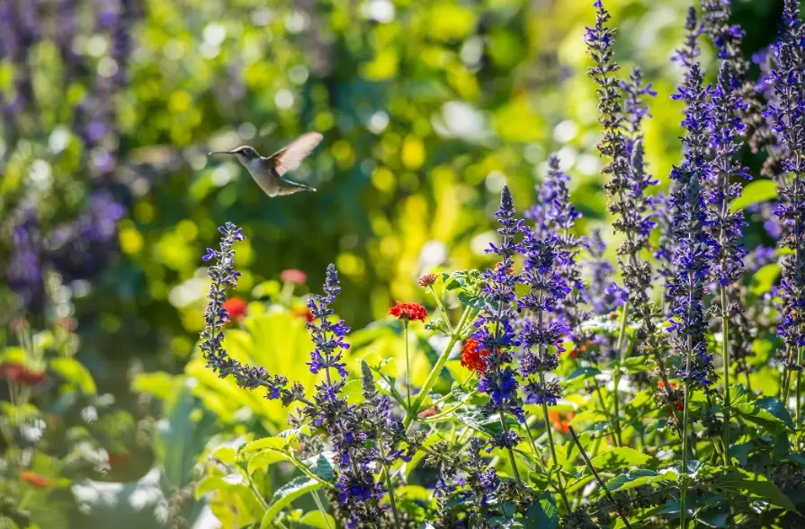 native plants for hummingbirds