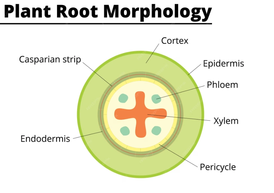 leaf morphology leaf morphology