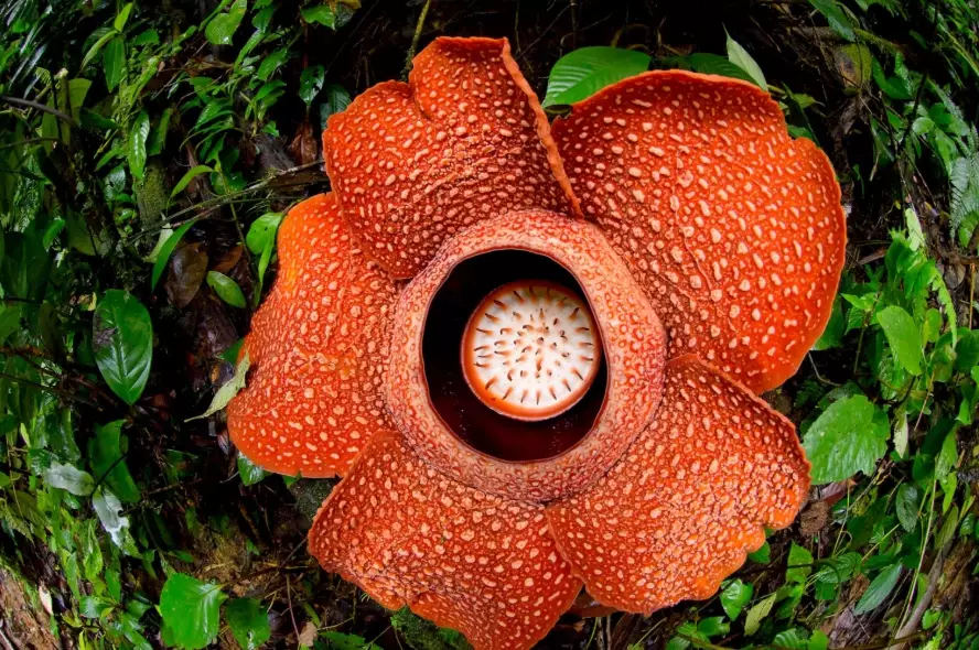 endangered plant species