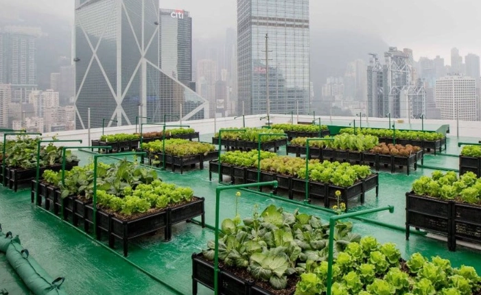 urban gardening urban gardening