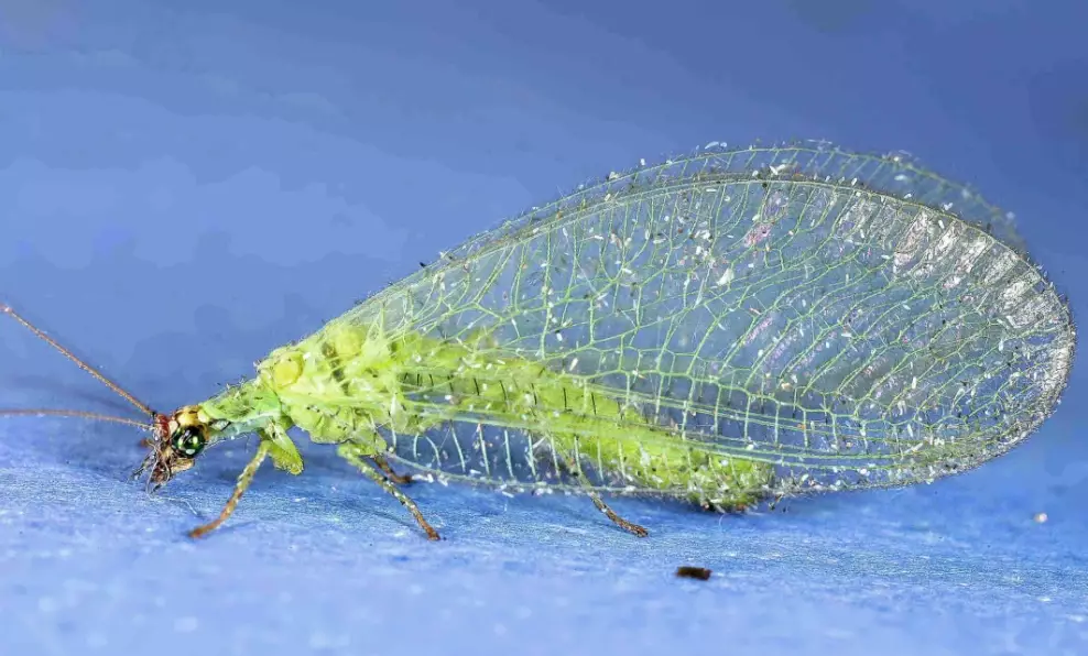 attract lacewings