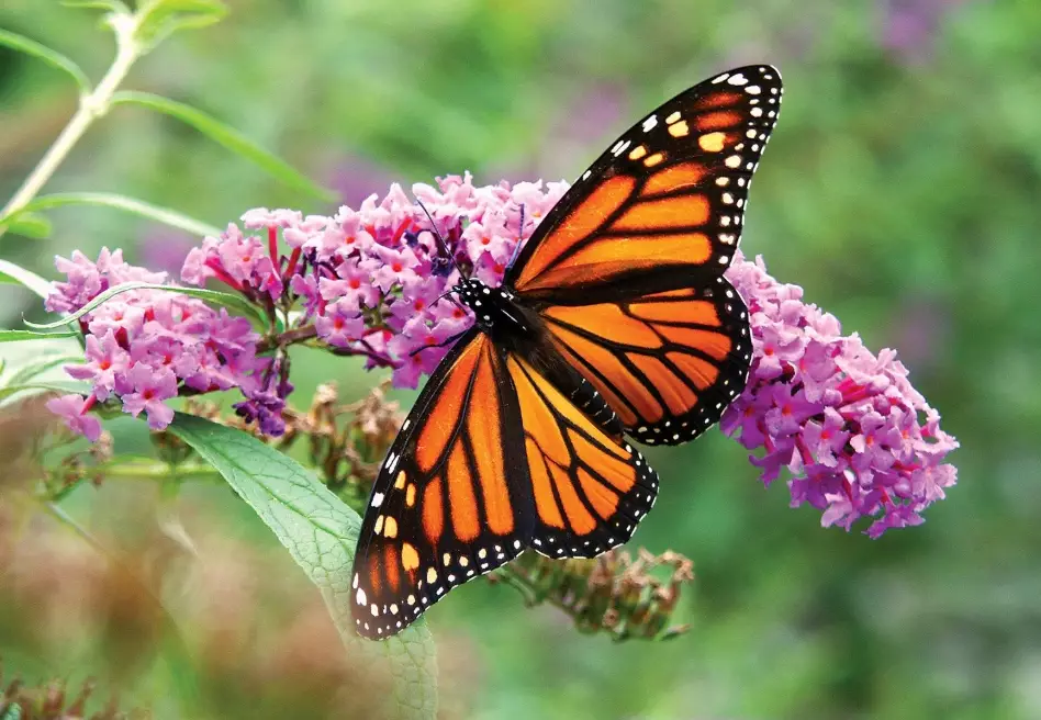 monarch butterfly