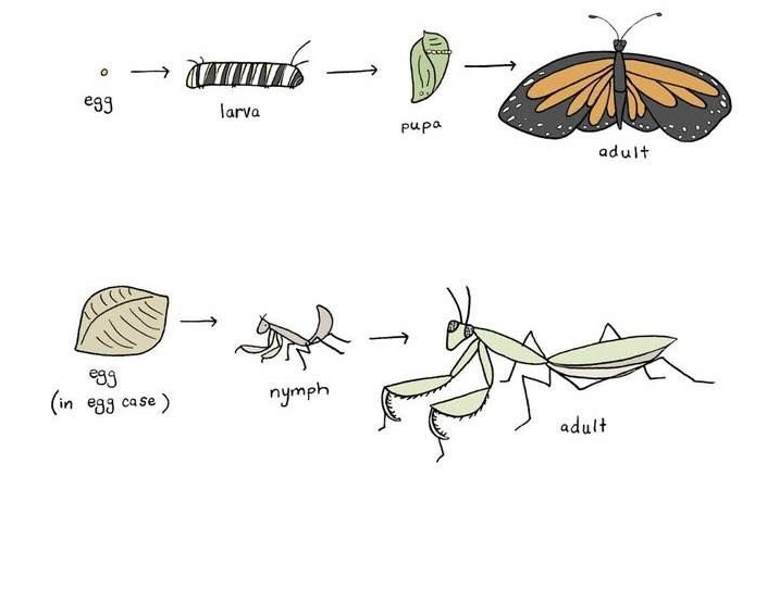 incomplete metamorphosis