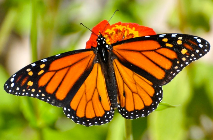 monarch butterfly migration monarch butterfly migration