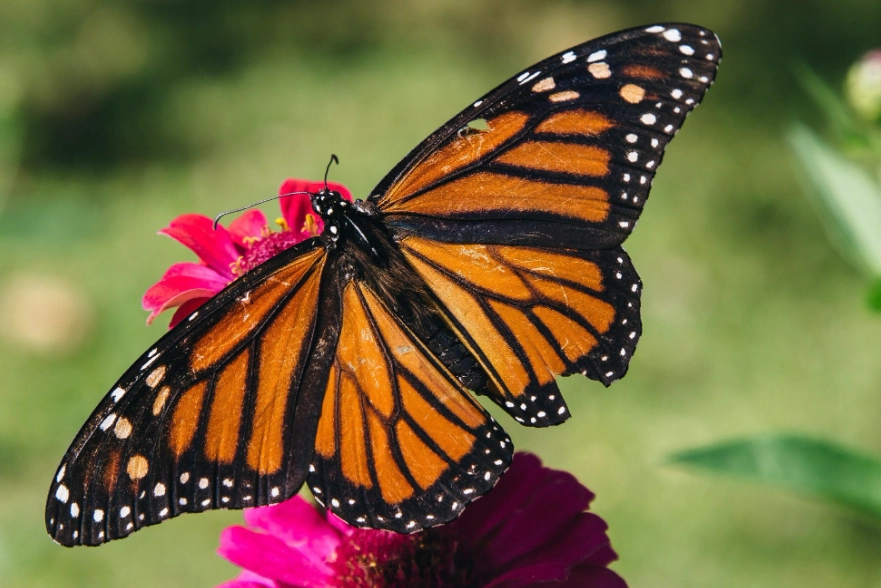 monarch butterfly facts monarch butterfly facts