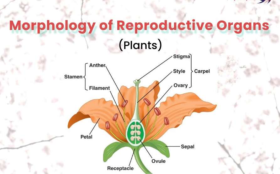 plant anatomy plant anatomy