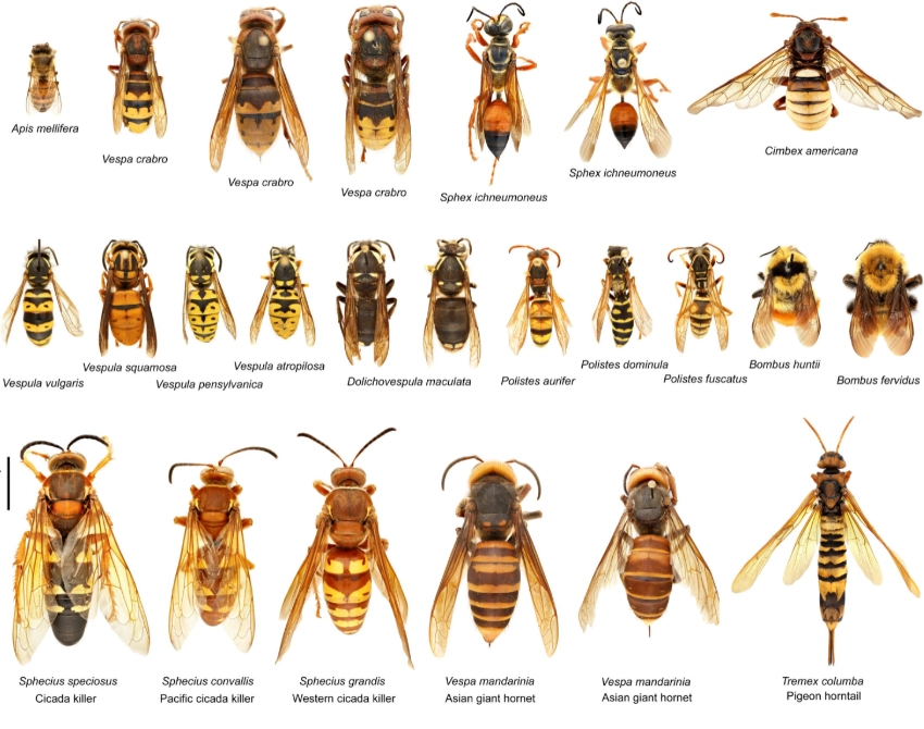 common garden insects