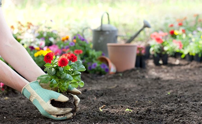 when to plant vegetables in spring when to plant vegetables in spring