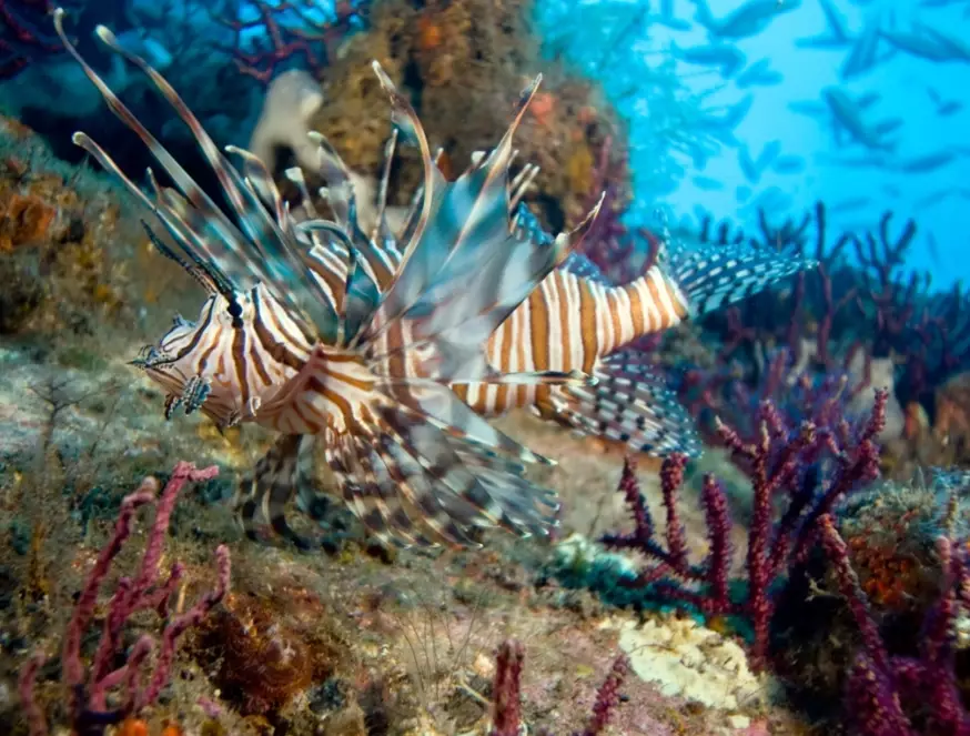 invasive species impact invasive species impact