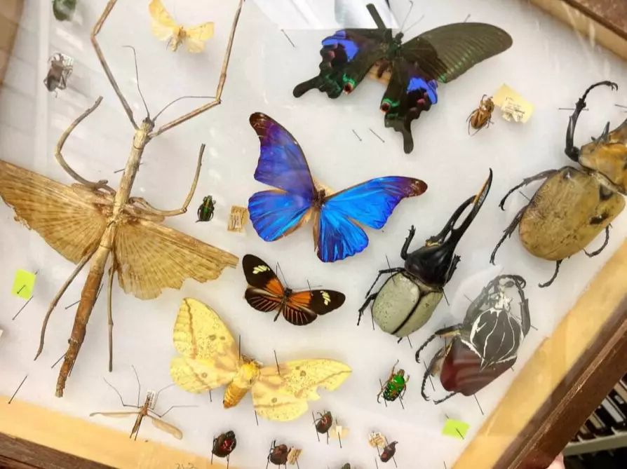 insect identification