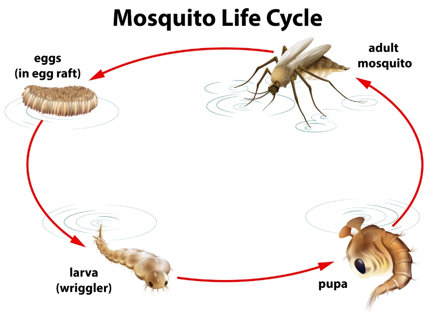 insect life cycle