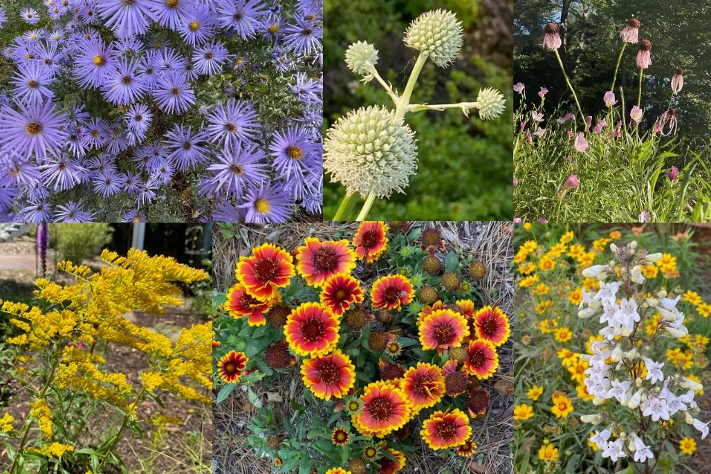 native plants for landscaping