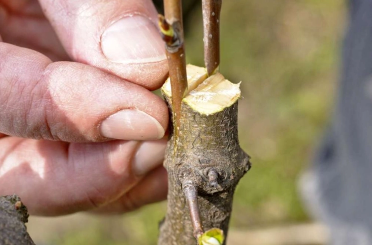 vegetable grafting vegetable grafting