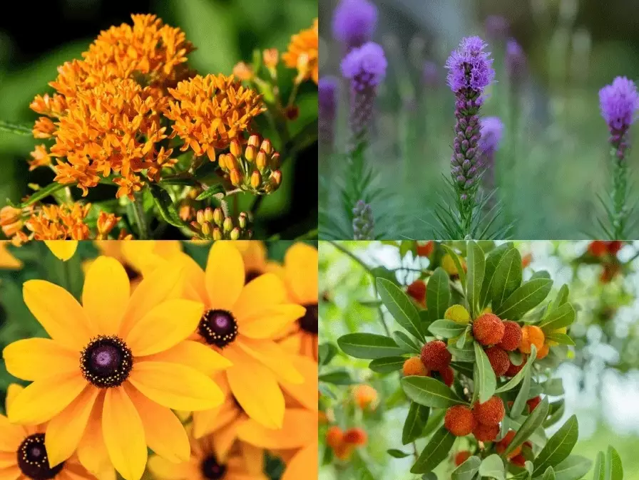 how to choose native plants