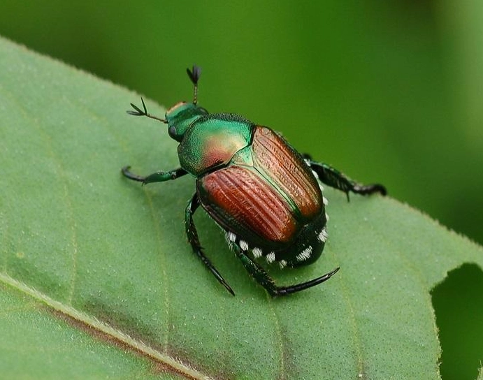 Japanese beetle control Japanese beetle control