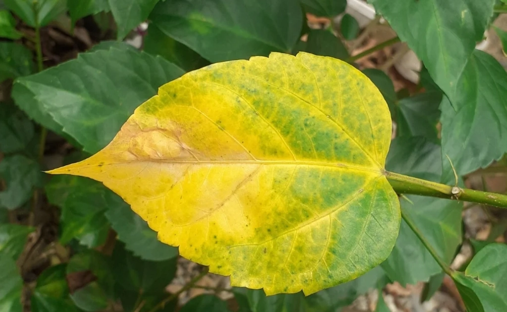how to fix yellow leaves