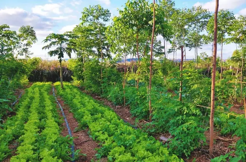 regenerative agriculture practices regenerative agriculture practices