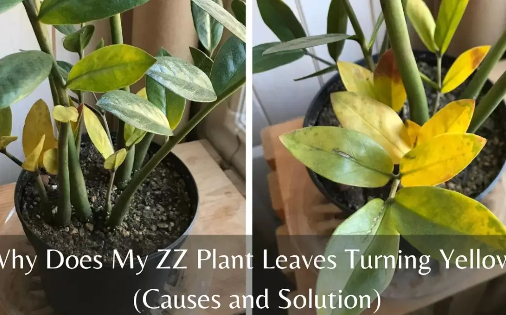 why are my plant leaves turning yellow