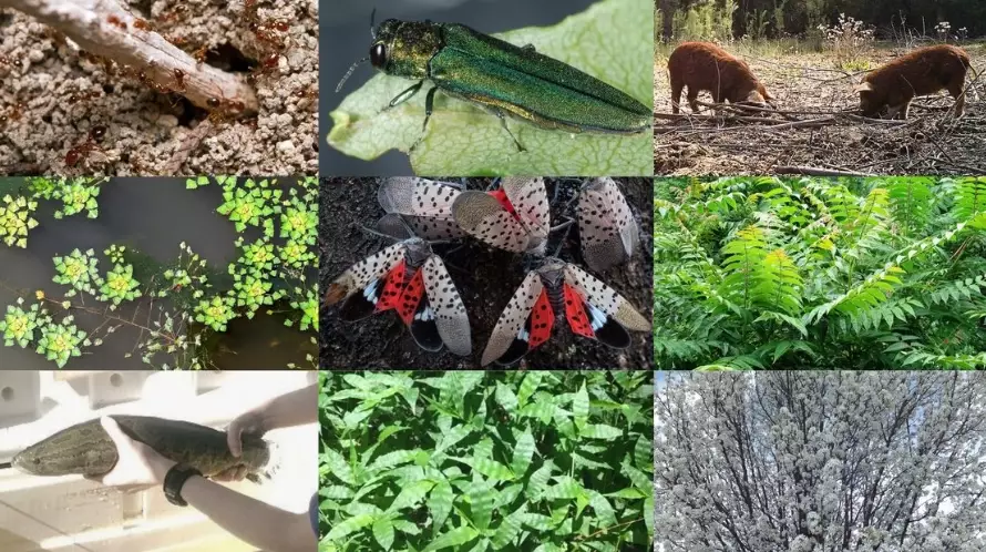 invasive plants identification invasive plants identification