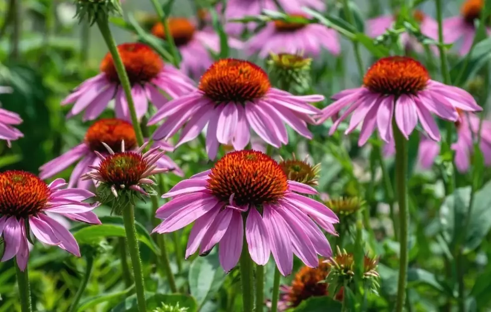 native plants for landscaping