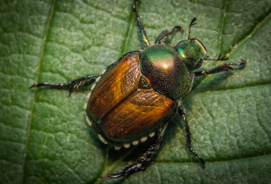 Japanese beetle trap Japanese beetle trap
