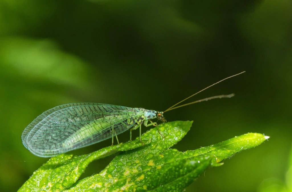 lacewing insect