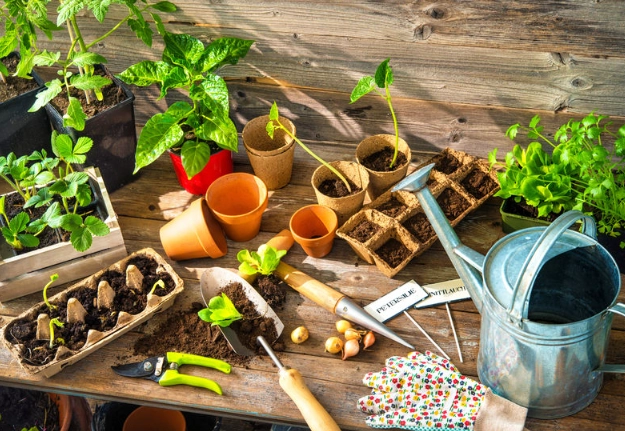 when to plant vegetables in spring when to plant vegetables in spring