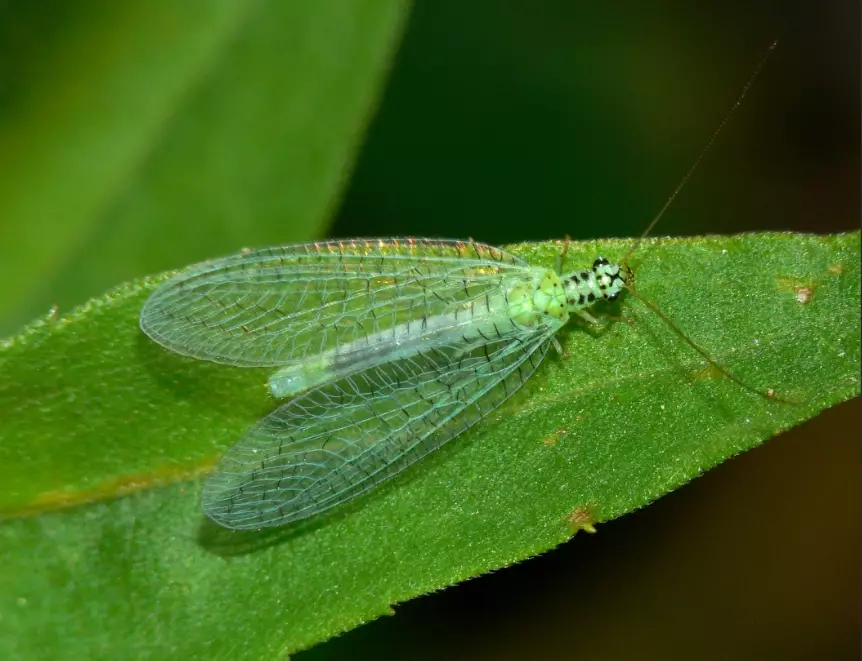 lacewing eggs for sale