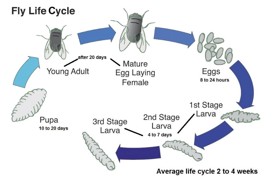 incomplete metamorphosis