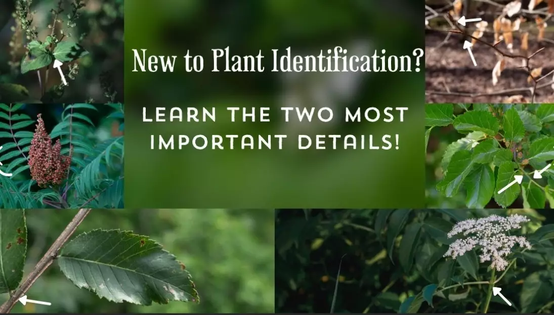 how to identify plants