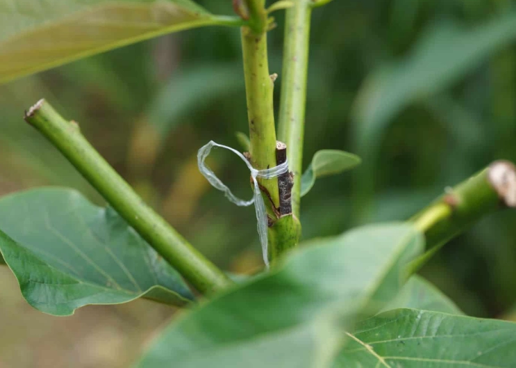 fruit tree grafting fruit tree grafting