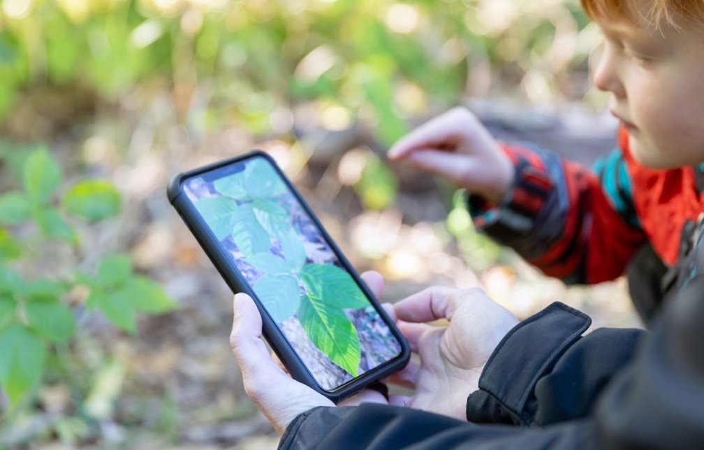 how to identify plants