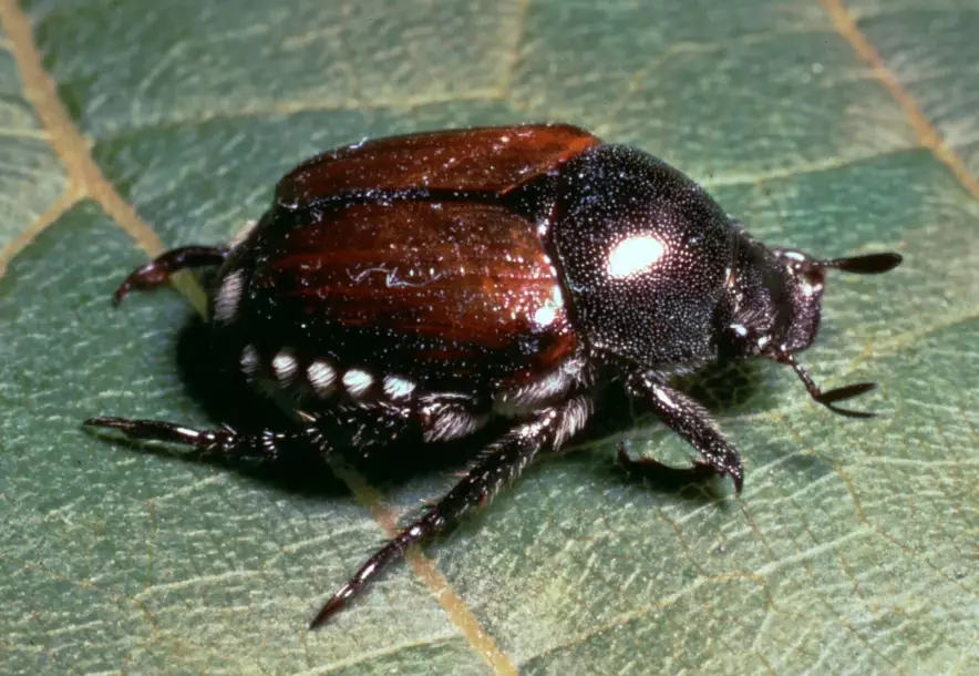 how to get rid of Japanese beetles