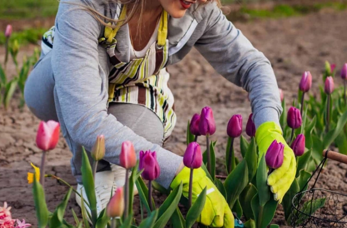 spring garden planting schedule spring garden planting schedule