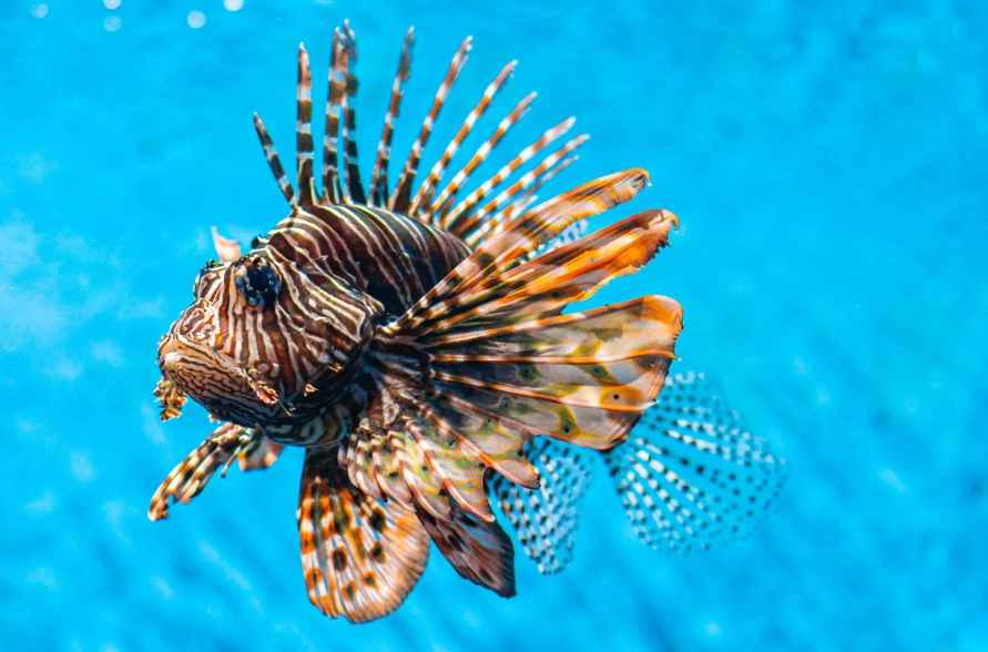 invasive plants identification invasive plants identification