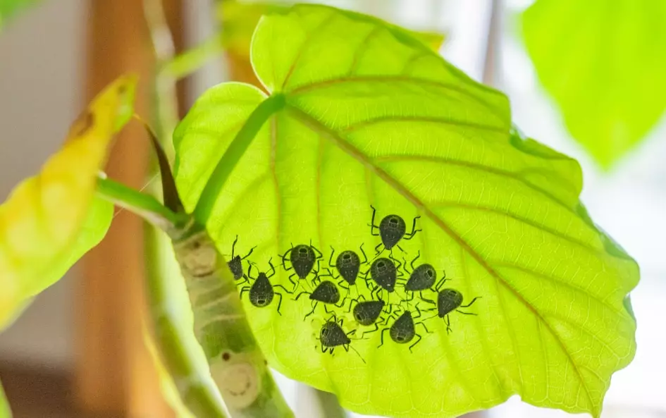 common house plant identification