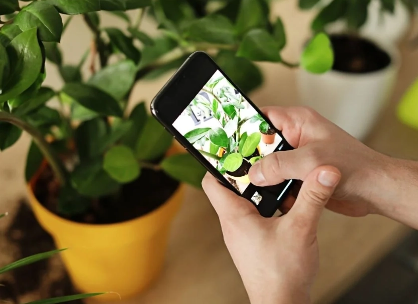 plant identification apps