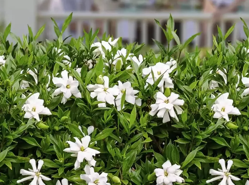how to make gardenia bloom how to make gardenia bloom
