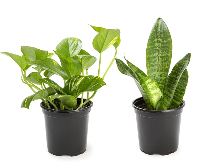 plant identification apps