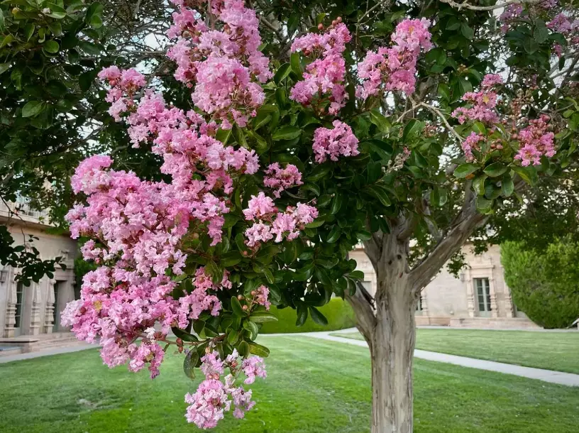 crape myrtle care